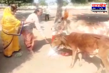 गोपाष्टमी पर्व मनाया गया, गऊ माता का श्रंगार कर पूजा अर्चना की गई।