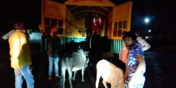 नगर पालिका द्वारा दल गठित कर मवेशियों को पकडने हेतु चलाया जा रहा अभियान।