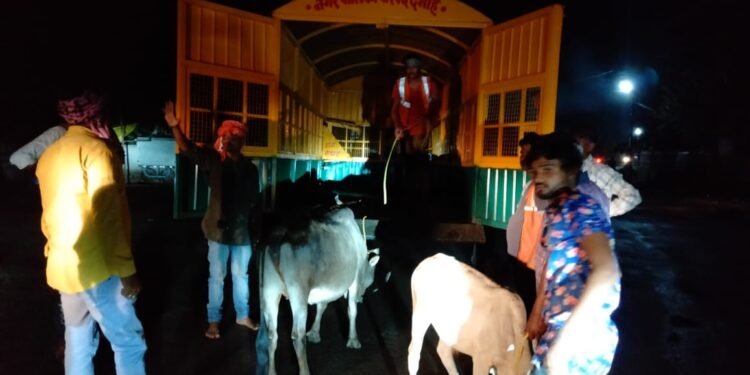 नगर पालिका द्वारा दल गठित कर मवेशियों को पकडने हेतु चलाया जा रहा अभियान।