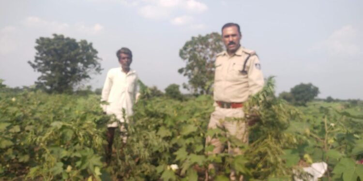 बदनावर थाना की अवैध मादक पदार्थ के विरुद्ध एक और बडी कार्यवाई, खेत में अवैध रूप से गांजे के पेड उगाने वाला पुलिस की गिरफ्त में