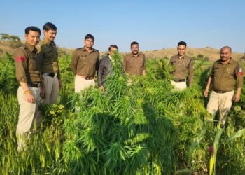 Dhar : खेत में अवैध रूप से गांजे के पौधे उगाने वाला पुलिस की गिरफ्त में..