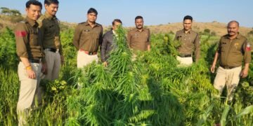 Dhar : खेत में अवैध रूप से गांजे के पौधे उगाने वाला पुलिस की गिरफ्त में..