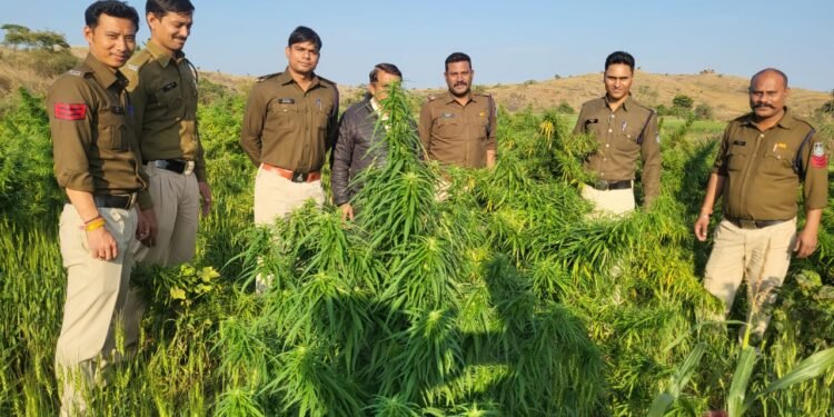 Dhar : खेत में अवैध रूप से गांजे के पौधे उगाने वाला पुलिस की गिरफ्त में..