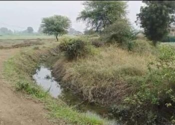 Badwani : इंदिरा सागर नहर फुटने के कारण खेतों में घुसा पानी