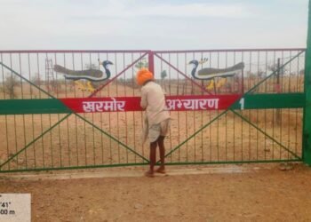 Dhar : खरमोर पक्षी के प्रति जागरूकता फैलाने के लिए हजारों रुपयों की राशि खर्च, फिर भी ग्रामीणों और आमजनों में भ्रांतियां!